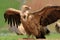 Griffon vulture wings