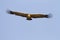 The griffon vulture wings outstretched in flight soaring