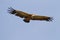 The griffon vulture wings outstretched in flight soaring