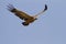 The griffon vulture wings outstretched in flight soaring