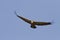 The griffon vulture wings outstretched in flight soaring