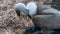 Griffon Vulture in a zoo