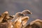 Griffon Vultures