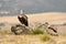 Griffon vultures in the field