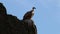 Griffon vultures flying away near Salto del Gitano, Spain