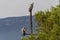 Griffon vultures gyps fulvus perched on a pole in Alcoy