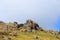 Griffon vultures in the Pyrenean mountain range, Spain