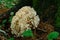 Grifola frondosa close-up in the forest near a tree trunk.