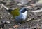 Grijsbrauwstruikgors, Gray-browed Brush-Finch, Arremon assimilis