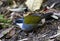 Grijsbrauwstruikgors, Gray-browed Brush-Finch, Arremon assimilis