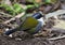 Grijsbrauwstruikgors, Gray-browed Brush-Finch, Arremon assimilis