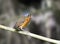 Grijskapdwergmierpitta, Slate-crowned Antpitta, Grallaricula nan