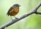 Grijskapdwergmierpitta, Slate-crowned Antpitta, Grallaricula nan