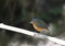 Grijskapdwergmierpitta, Slate-crowned Antpitta, Grallaricula nan