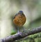 Grijskapdwergmierpitta, Slate-crowned Antpitta, Grallaricula nan