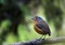 Grijskapdwergmierpitta, Slate-crowned Antpitta, Grallaricula nan