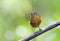 Grijskapdwergmierpitta, Slate-crowned Antpitta, Grallaricula nan