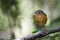 Grijskapdwergmierpitta, Slate-crowned Antpitta, Grallaricula nan