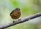 Grijskapdwergmierpitta, Slate-crowned Antpitta, Grallaricula nan