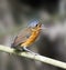 Grijskapdwergmierpitta, Slate-crowned Antpitta, Grallaricula nan