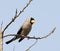 Grijze Dikbek, Japanese Grosbeak, Eophona personata