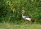 Grijze Kroonkraanvogel, Grey Crowned-Crane, Balearica regulorum