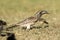 Grijze Tok, African Grey Hornbill, Tockus nasutus