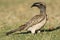 Grijze Tok, African Grey Hornbill, Tockus nasutus