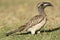 Grijze Tok, African Grey Hornbill, Tockus nasutus