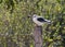 Grijze Wouw, Black-winged Kite, Elanus caeruleus