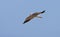 Grijze Wouw, Black-winged Kite, Elanus caeruleus