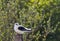 Grijze Wouw, Black-winged Kite, Elanus caeruleus