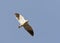 Grijze Wouw, Black-winged Kite, Elanus caeruleus caeruleus