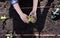 Gril hands planting lettuce in orchard