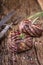 Grilled beef steak with rosemary, salt and pepper on old cutting board. Beef