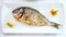 Grilled dorada fish