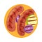 Grilled Food with Sausage or Wiener Rested on Plate with Sliced Vegetables Vector Illustration