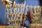 Grilled and Fried scorpions on sticks in Wangfujing street, a shopping street in Beijing, China