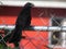 Grim black bird on a fence