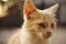 Grimy fluffy beige kitten sitting portrait outdoor