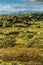 Grindavik Lava field at Iceland that cover by green moss with yellow plant foreground and snow mountain background