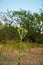 Grindelia papposa known as Spanish Gold, Clasping-leaved Haplopappus, or Saw-leaf Daisy