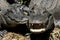 Grinning American Alligators - A. mississippiensis - sunning by Florida pond.