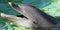 A Grinning Bottlenose Dolphin, Tursiops truncatus