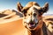 Grinning Camel Comedy: Funny Portrait of a Camel with an Exaggerated Grin, Squinting Eyes, Gazing Directly into the Camera