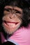 Grinning chimp