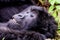 Grinning face of a contented female gorilla