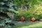 Grinning Jack-O-Lanterns on stone wall