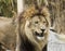 A Grinning Male Lion in a Zoo