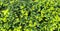 Griselinia Leaves Tropical shrub with green leaves, close up